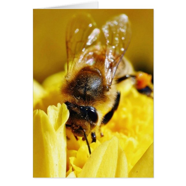 蜂の花粉の昆虫の翼のマクロ虫 (正面)