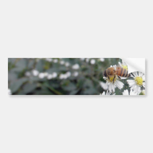 蜂の蜂蜜の蜂の野生の花の花のデイジーの写真 バンパーステッカー
