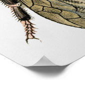 蜂クラシックの動物学的エッチング ポスター (角)