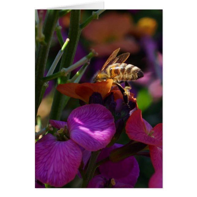 蜂忙しだ！ (正面)