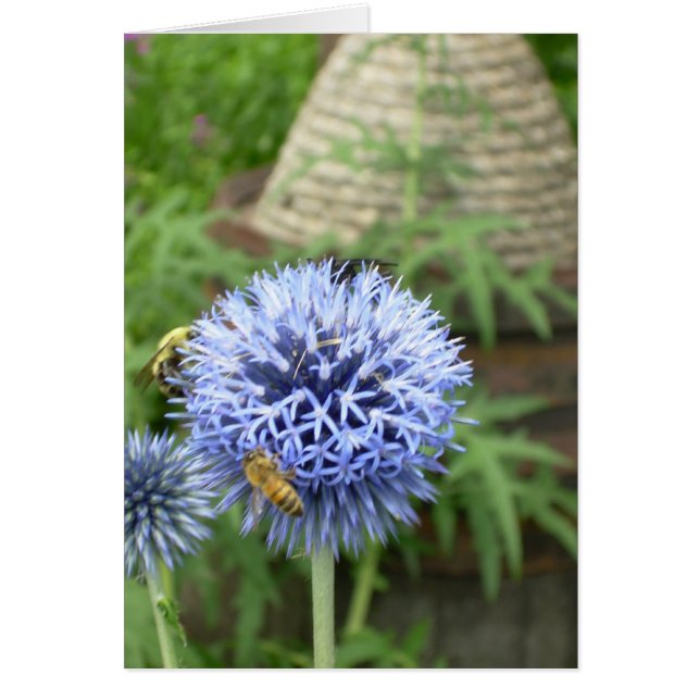 蜂持って下さい (正面)