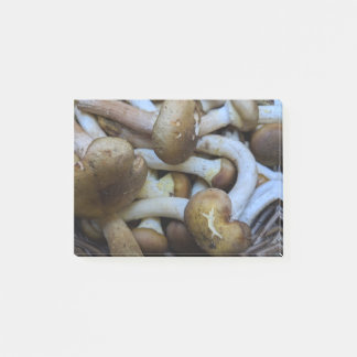 蜂蜜きのこ、ApiataのArmillaria、opyenok ポストイット