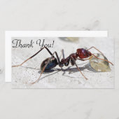 蜂蜜で食べ物を与えている肉食べる人の蟻 サンキューカード (正面/裏面)