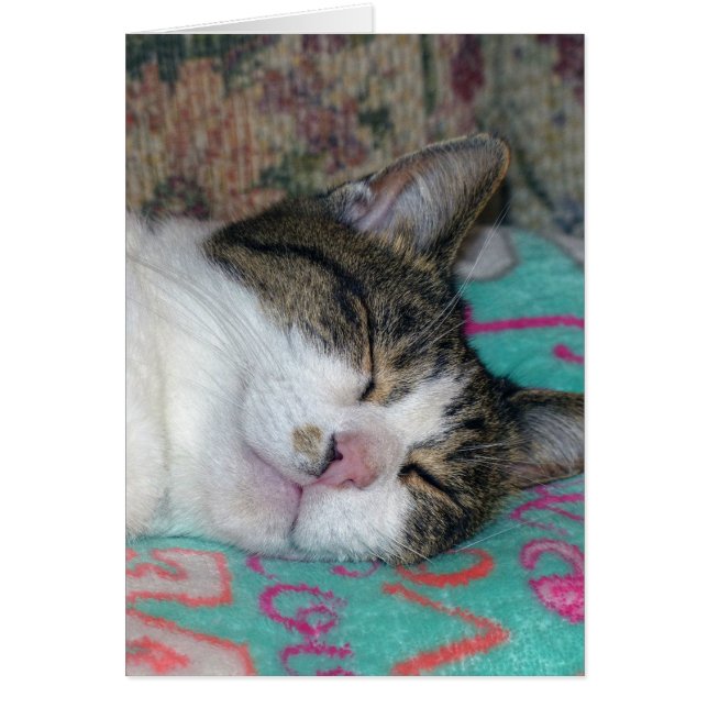 蜂蜜の眠り (正面)