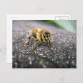 蜂蜜の蜂のポートレート ポストカード (正面/裏面)