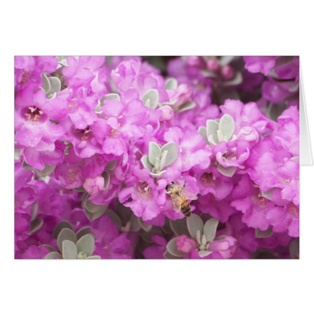 蜂蜜の蜂及びテキサス州の賢人 (正面横)