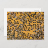 蜂蜜蜂の巣の上に2枚のクイーンセル ポストカード (正面/裏面)