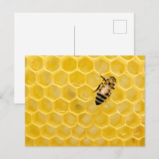 蜂蜜 シーズンポストカード (正面/裏面)