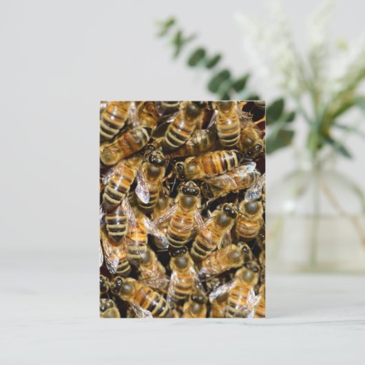 蜂蜜 ポストカード (スタンド正面)