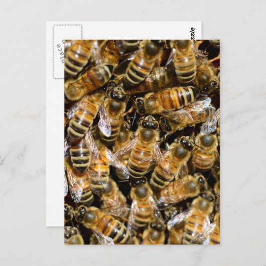 蜂蜜 ポストカード (正面/裏面)