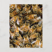 蜂蜜 ポストカード (正面)