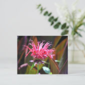 蜂香油 ポストカード (スタンド正面)