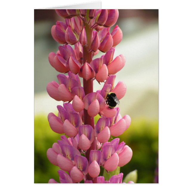 蜂5x7カード (正面)