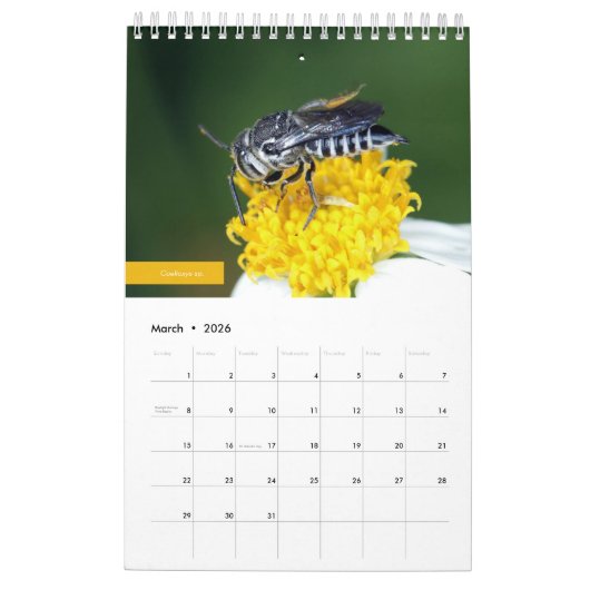 蜂 カレンダー (3月 2026)