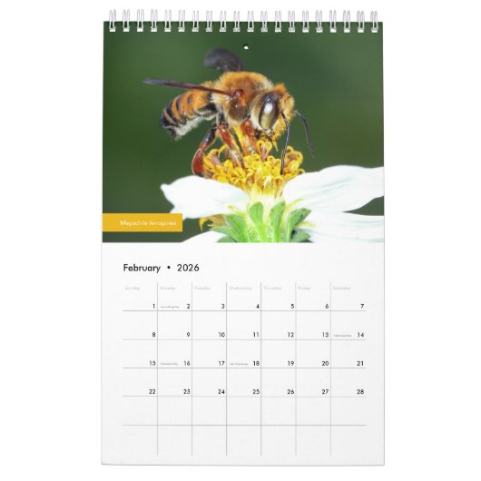 蜂 カレンダー (2月 2026)