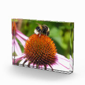 蜂 フォトブロック (右)