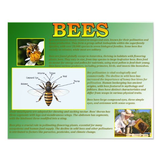 蜂 フォトプリント            (正面)