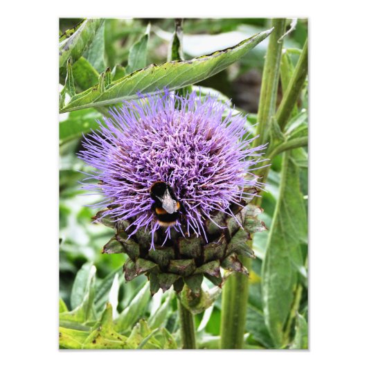 蜂 フォトプリント            (正面)