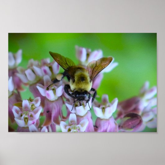 蜂 ポスター (正面)