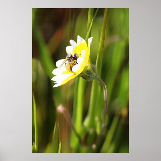 "蜂" ポスター (正面)