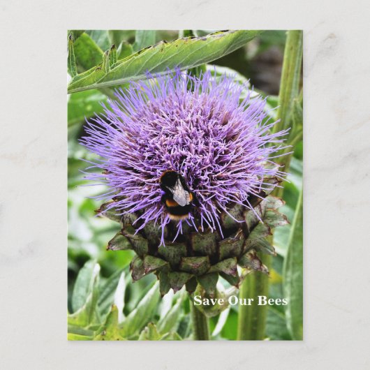 蜂 ポストカード (正面)