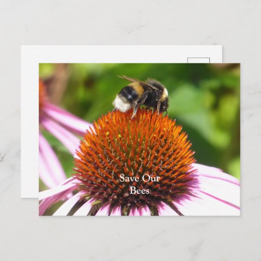 蜂 ポストカード (正面/裏面)