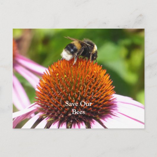 蜂 ポストカード (正面)
