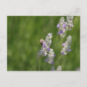 蜂 ポストカード (正面)