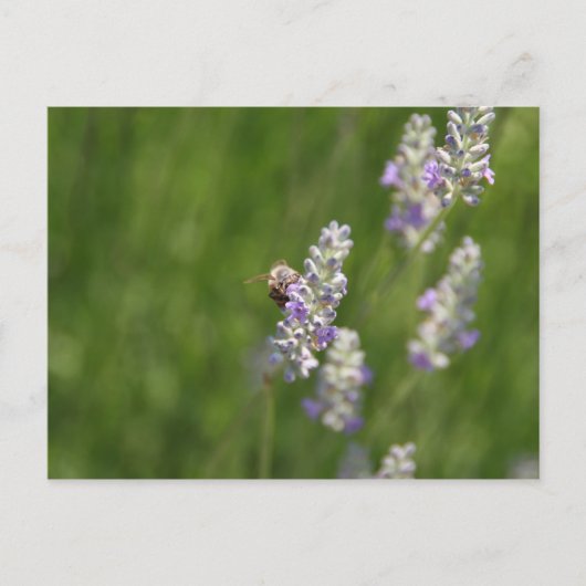 蜂 ポストカード (正面)