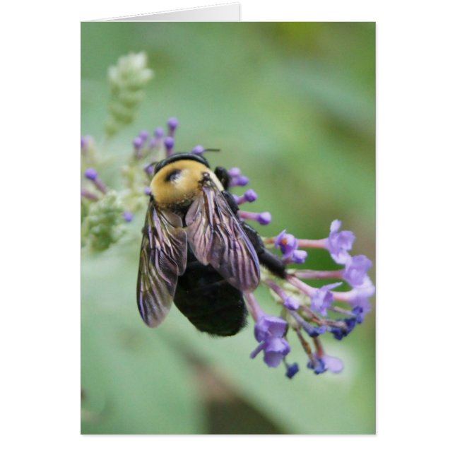 蜂utifulの蜂! (正面)