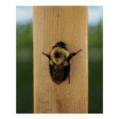 蜂zilla ポスター (正面)