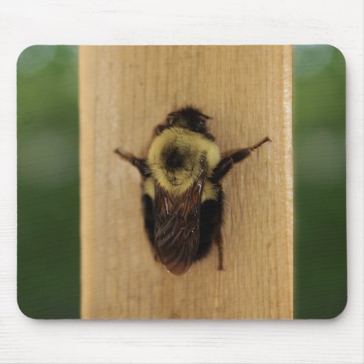 蜂zilla マウスパッド (正面)