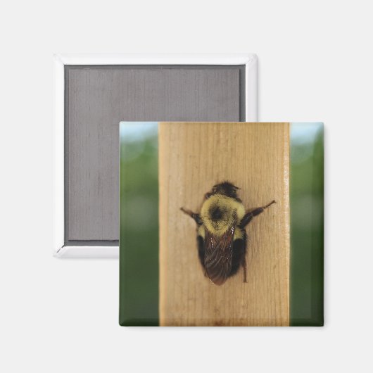 蜂zilla マグネット (正面/裏面)