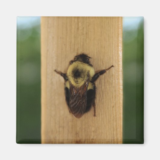 蜂zilla マグネット (正面)