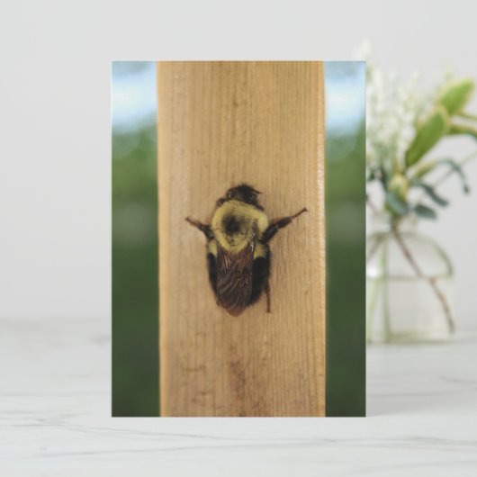 蜂zilla 招待状 (スタンド正面)