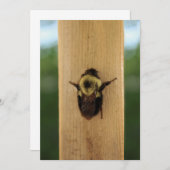 蜂zilla 招待状 (正面/裏面)