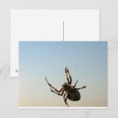 蜘蛛の葉書が置かれていた ポストカード (正面/裏面)