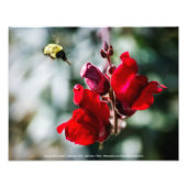 蜜を探す フォトプリント (正面)