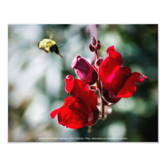 蜜を探す フォトプリント            (正面)