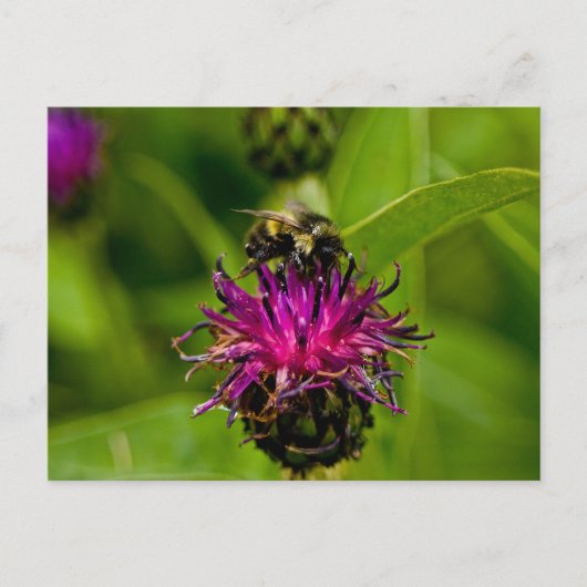 蜜蜂の美しい紫色の花の写真 ポストカード (正面)