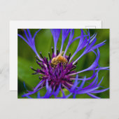 蜜蜂の美しい紫色の花の写真 ポストカード (正面/裏面)