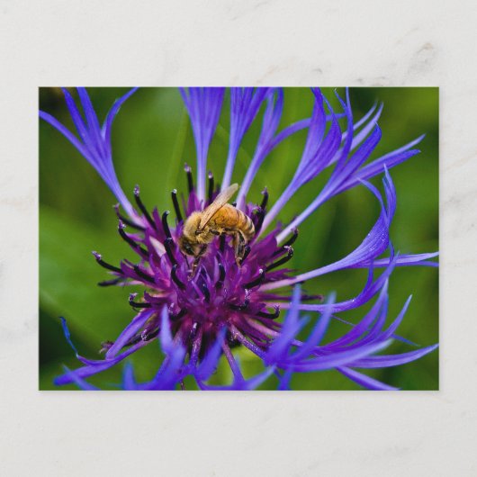 蜜蜂の美しい紫色の花の写真 ポストカード (正面)