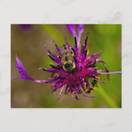 蜜蜂の美しい紫色の花の写真 ポストカード