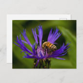 蜜蜂の美しい紫色の花の写真 ポストカード (正面/裏面)