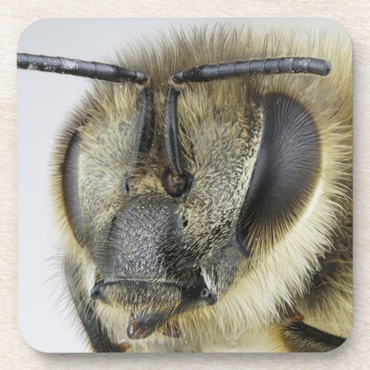 蜜蜂の頭部 コースター (正面)