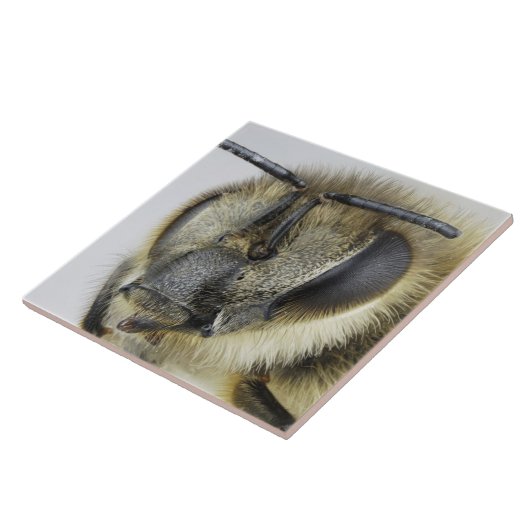 蜜蜂の頭部 タイル (側面)