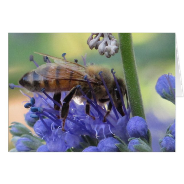 蜜蜂の飲む果汁 (正面横)