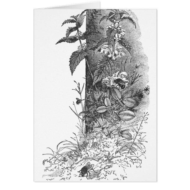 蜜蜂は花盛りのミントに度々行きます (正面)