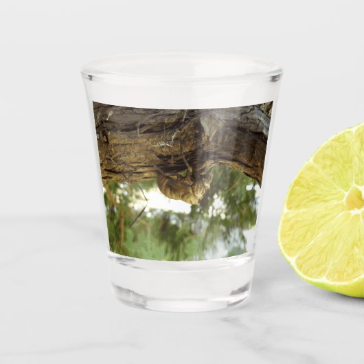 蝉の殻。急いでいた。 ショットグラス (正面)