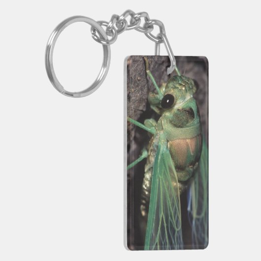 蝉 キーホルダー (正面左)